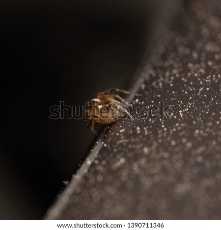 Macro photo of a spider in its natural habitat, closeup