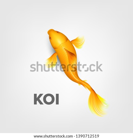 Realistic Oriental Bright Yellow Koi Fish Vector. Second Name Of Decorative Koi Is Asagi Swimming In Outdoor Pond Or Water Garden. Chinese Goldfish And Traditional Fishery Top View Illustration