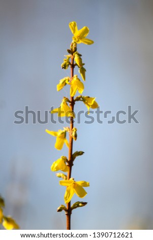 Beautiful park countryside garden view of blooming yellow small flowers with leafs.