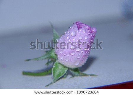 Pink rose with waterdops on it. This rose is wild and also used for medicine purposes