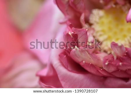 Pink lotus flower close up macro photography 
