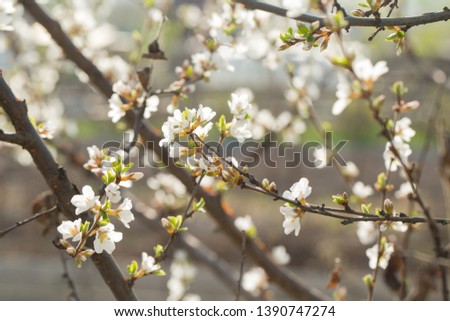 Blooming spring flower on the branches of the apricot. Flowering in the garden. Background