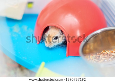The red domestic mouse gerbil sits in the cage in a red plastic lodge. Pet