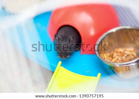 The black domestic mouse gerbil sits in the cage. A red lodge for a lomashny rodent. Pet