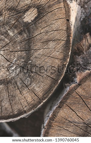 Tree stump texture in the nature