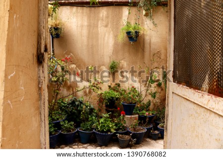 flowers in the old window