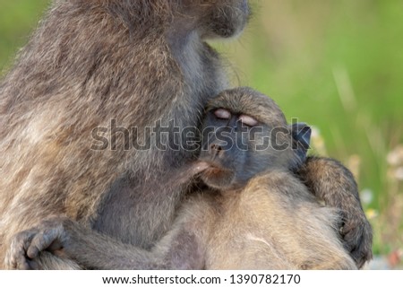 baboon african monkey kruger national park mpumalanga south africa