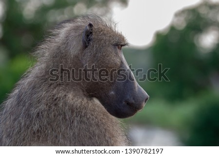 baboon african monkey kruger national park mpumalanga south africa