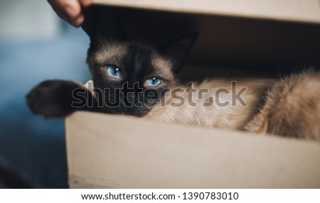 Sleepy and blue-eyed brown Siamese cat close-up lies in a cardboard box. Cat games and habits. Cute and beautiful pet in your home.