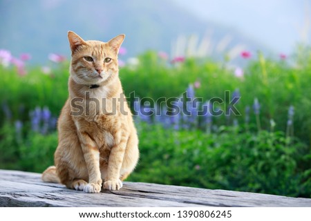 Portrait of a cat outdoors with flowers,Cat on a wooden chair with a beautiful flower field background,Pet and nature concept Royalty-Free Stock Photo #1390806245