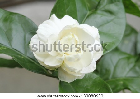 Arabian jasmine (Jasminum sambac) flower on tree Royalty-Free Stock Photo #139080650