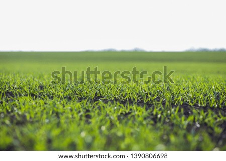 Young green wheat growing in field