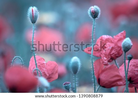 beautiful red poppy flower opened in spring
