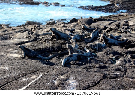 Galapagos marine iguanas on rocks of the ocean