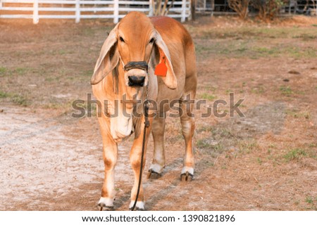 Young brown cow standing in the stall at farm countryside.