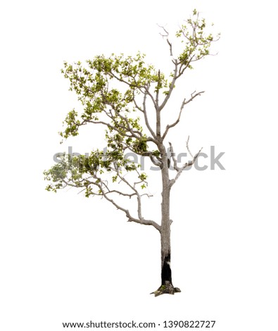 Isolate pictures of green tree. Large perennial on white background. tree dicut at isolated. Beautiful green trees in Thailand. Used for teaching biology of plants.