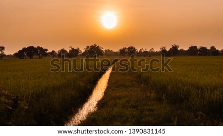 nice rice field and good sunset .