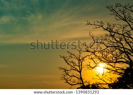 Silhouette dead tree on beautiful sunset or sunrise on golden sky. Background for peaceful and tranquil concept. Light for hope and spiritual. Awakening and inspiration concept. Soul and respect.
