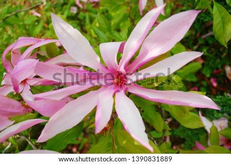 pink magnolia in bloom.
flower on a branch.
green background