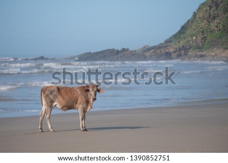 Brown Nguni cow on the sand at Second Beach, Port St Johns on the wild coast in Transkei, South Africa. The local cows come down to the beach during the day to cool off.