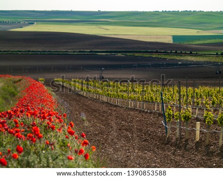 A landscape of rural culture in espalier vineyard in spring in the denomination of origin Ribera del Duero in Spain Royalty-Free Stock Photo #1390853588