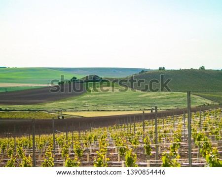 A landscape of rural culture in espalier vineyard in spring in the denomination of origin Ribera del Duero in Spain Royalty-Free Stock Photo #1390854446