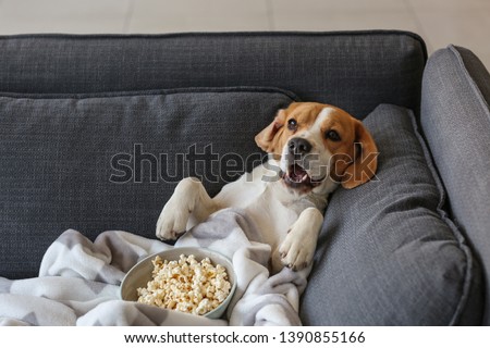 Cute funny dog with tasty popcorn lying on sofa at home Royalty-Free Stock Photo #1390855166
