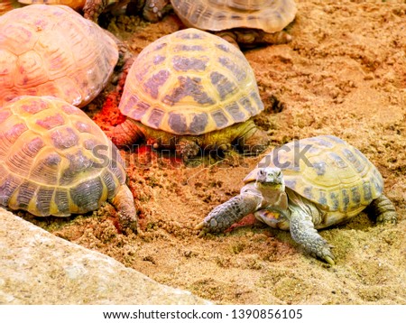 Large turtles animals lie on the ground. Red shining lights. large stones on the  sand.  Copy space. Warm colors. 