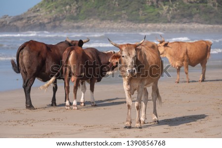 Nguni cows on the sand at Second Beach, Port St Johns on the wild coast in the Transkei, South Africa.