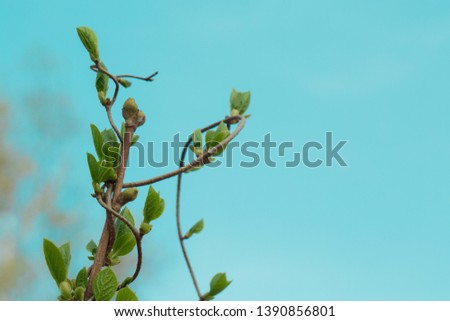 Loach, ivy, a plant that crawls intertwining with each other up. Blue background, isolated