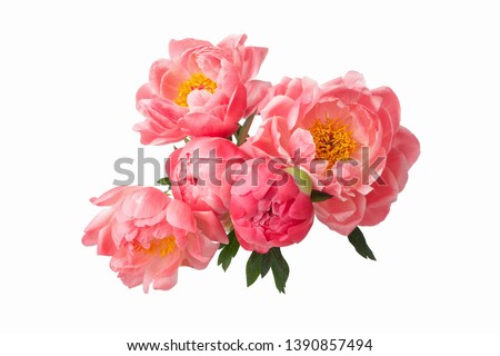 beautiful pink peonies flowers isolated on white background Royalty-Free Stock Photo #1390857494