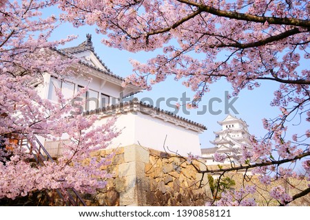 Spring Scenery of Majestic Himeji Castle (Himejijo, Nishinomaru Remains) & Main Tower (Tenshukaku) & Kesho Yagura(Turret) Surrounded By Yoshino & Amazing Weeping Cherry Blossoms Under Blue Sunny Sky.