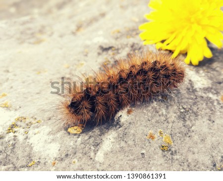 Giant Tiger moth caterpillar on a rock with a yellow dandelion flower