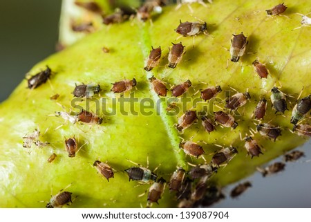 extreme macro shot of a aphids colony over a citrus leaf