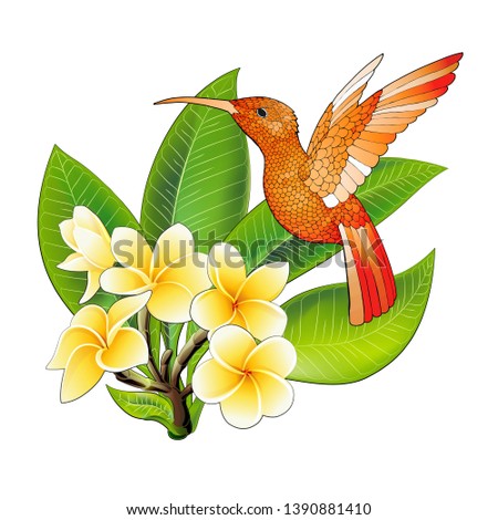 Pretty small hummingbird with hibiscus flowers. Jacobin bird. Exotic tropical colibri animal element, icon or label. Flame feathers. Use for wedding, party. Engraved hand drawn as old sketch.