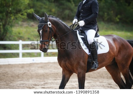 Dressage horse with rider in close-up during a lesson in a dressage tournament.
