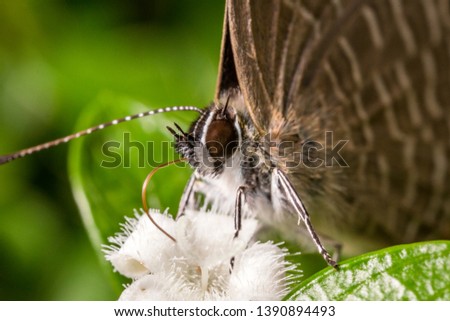 Close up of a moth on flower