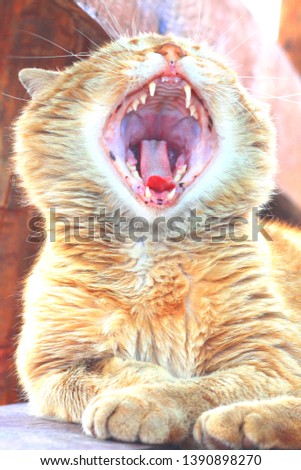 Beautiful red cat yawns widely after sleeping in morning