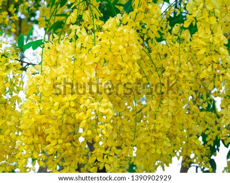 cassia fistula flower on tree (Golden Shower Tree), blossom blooming on tree with nature blurred background, known as golden rain tree, canafistula and ratchapruek in Thailand.
