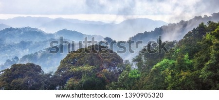 Tropical rainforest of Nyungwe National Park,Rwanda. Royalty-Free Stock Photo #1390905320