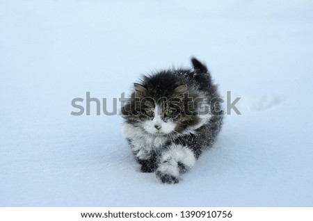 Stern green-eyed cat in the winter in Siberia