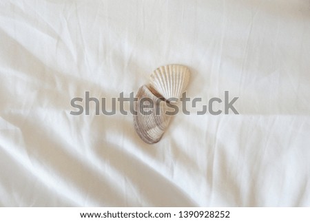 White and black shells on white sheets