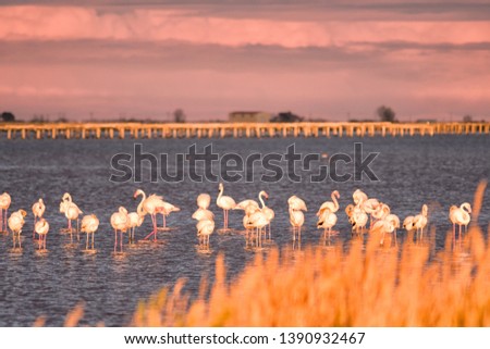 Group of flamingos at sunset in Delta de Ebro natural park, Tarragona, Catalonia, Spain