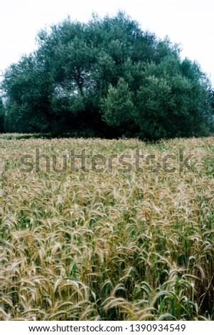 Tree in a wheat field on a sunny spring day