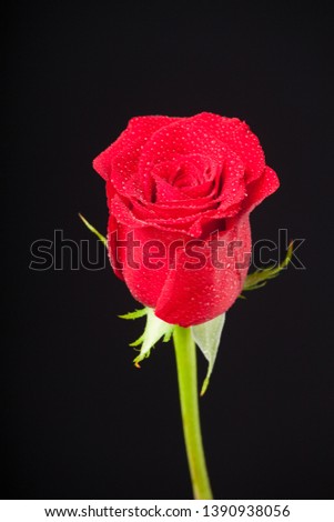 
Pretty rose that can mean passion and love