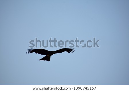 Front view of a flying Indian black pariah kite (Milvus migrans) in blue sky background with copy space - Independence concept