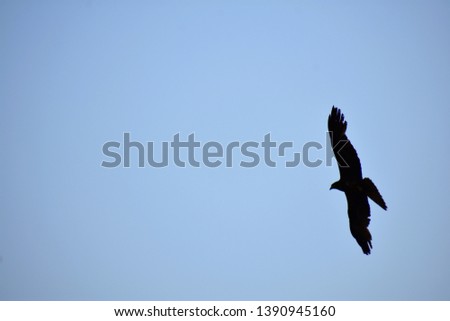 Silhouette of Indian black pariah kite (Milvus migrans) flying in blue sky background with copy space - Freedom concept