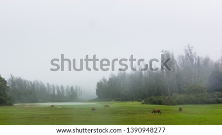 winter landscape with misty and chill look in cold lake horse heed 