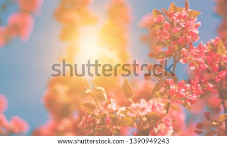 Spring tree flowers blossom, bloom in warm light, sun. Vintage - image. 27-01-2019
    
    - Image