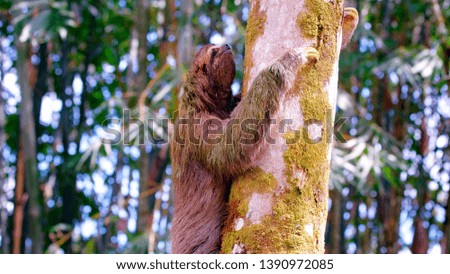 sloth in natural wood on a tree
